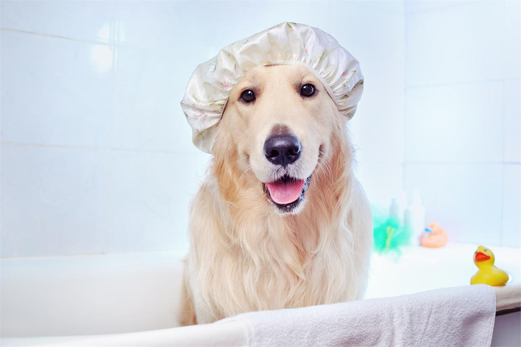 🧼 Shampoo Pelo Medio 200ml para Perros y Gatos | Con Retinol Complex | Profesional 🧴