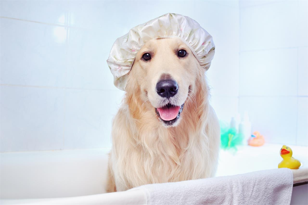 🧼 Shampoo Pelo Medio 200ml para Perros y Gatos | Con Retinol Complex | Profesional 🧴